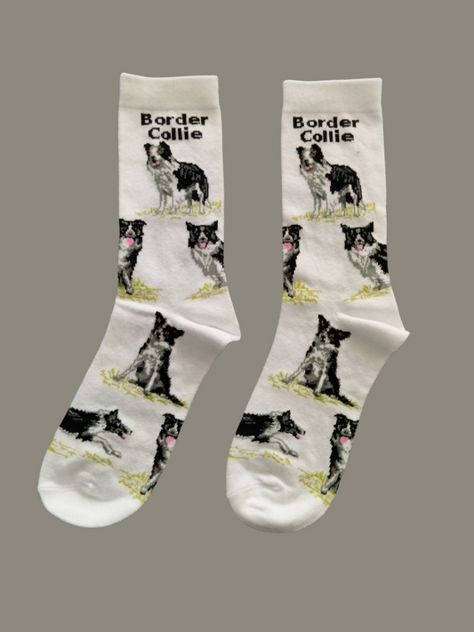 Border Collie